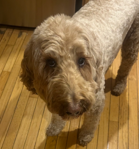Bennie, a cream-coated doodle